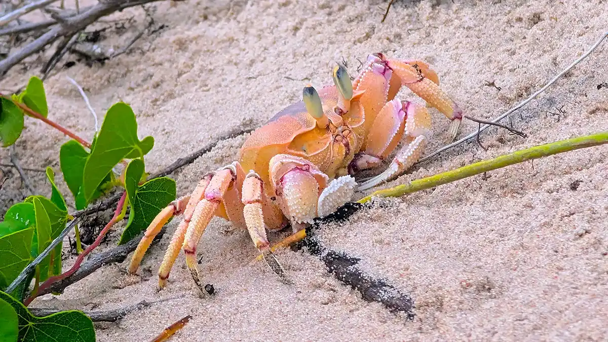 Crab on the beach