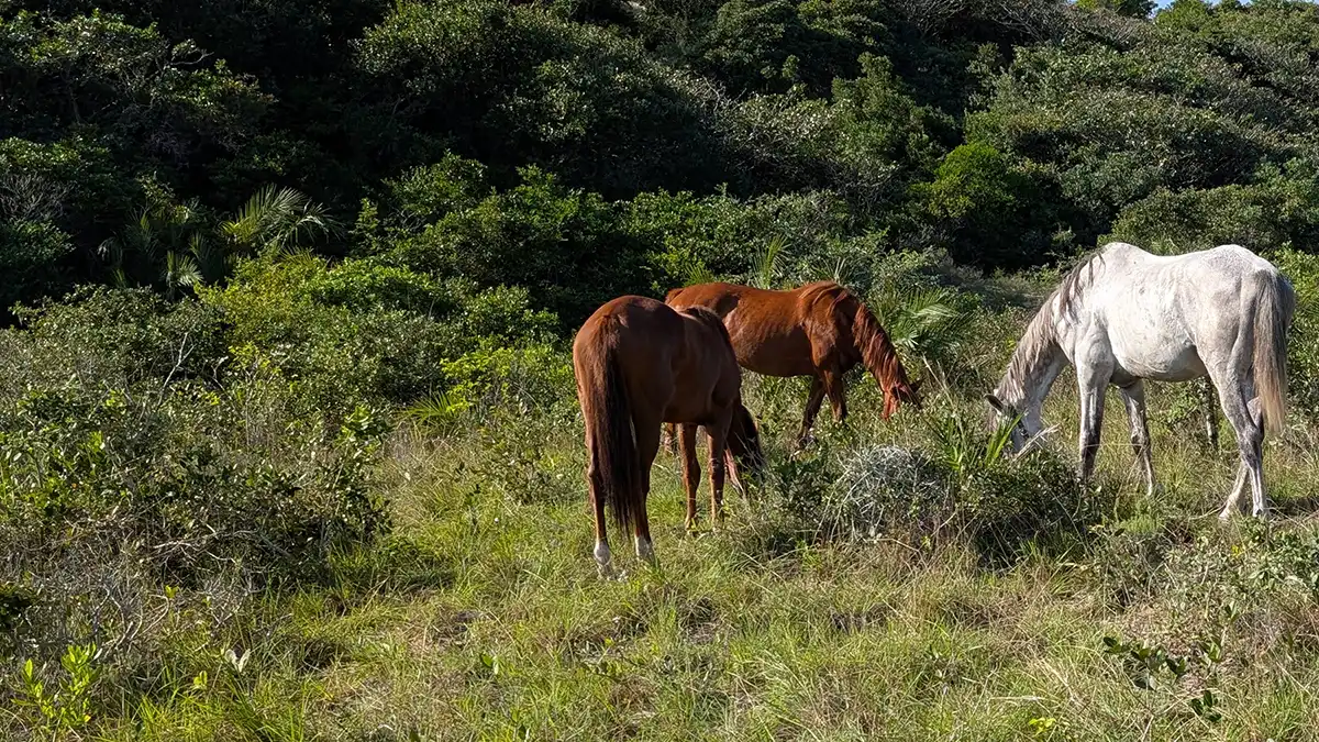 Horses in the field