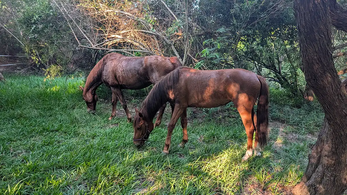 Horses paddock