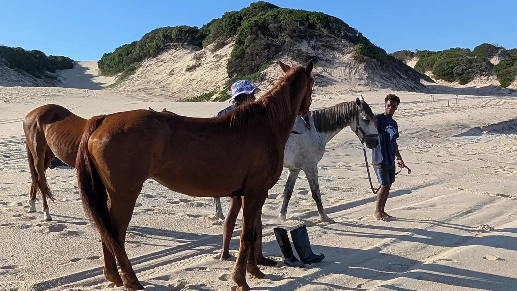 Horses Getting to know the ocean