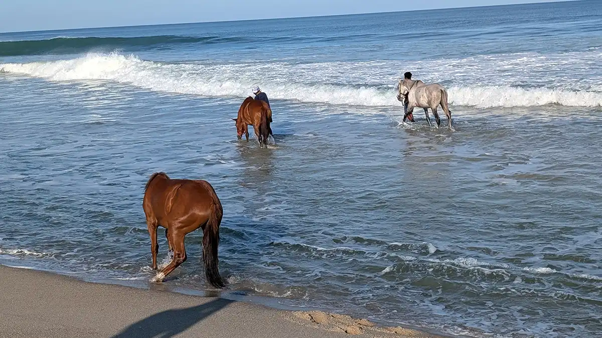 Horses in the Ocean