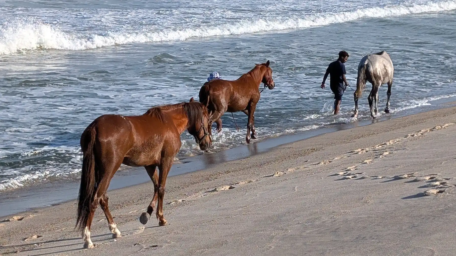 Horses Learning to love the Ocean