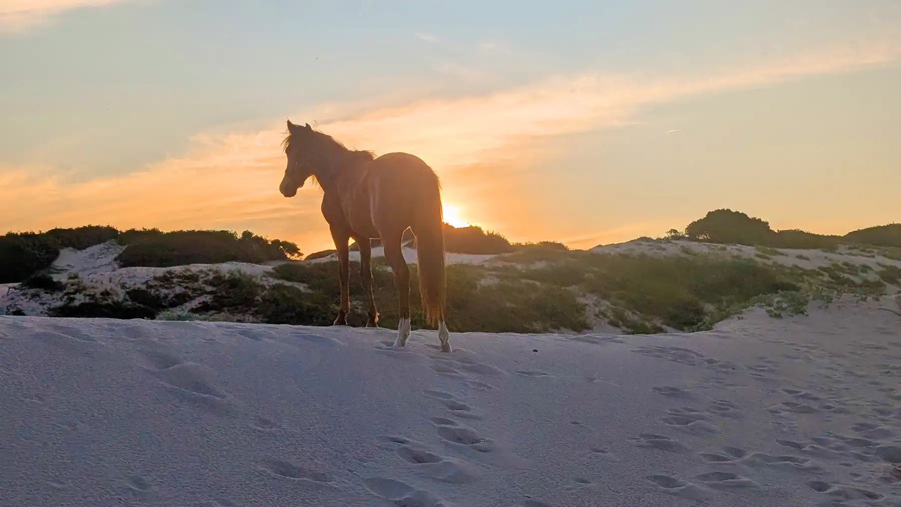 The filly silhouetted at sunset