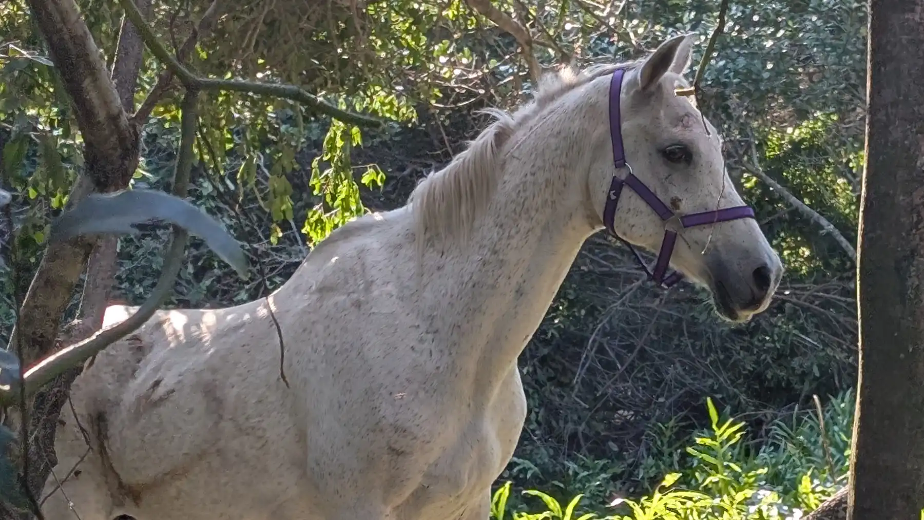 The Gelding in the paddock
